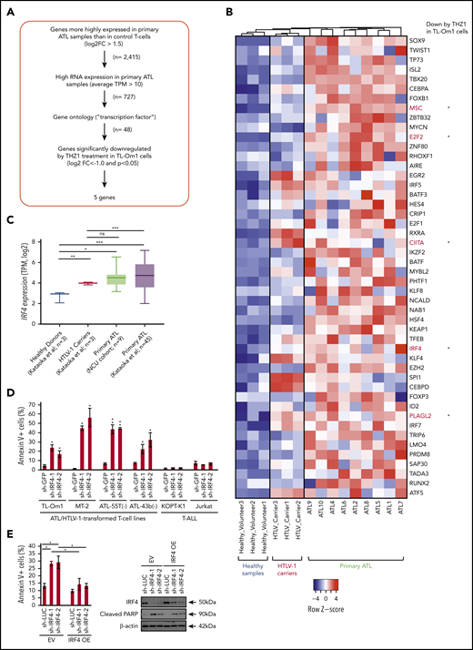Selection of transcription factors highly expressed in ATL. (A) Schematic diagram of the selection criteria for candidate transcription factor genes. FC, fold-change; TPM, transcripts per million. (B) Heat map representing the mRNA expression of 48 selected transcription factor genes in 3 healthy donors, 3 HTLV-1 carriers, and 9 primary ATL cases from our cohort (NCU cohort). The genes whose expression was significantly downregulated by THZ1 treatment in TL-Om1 cells were shown in red with asterisks. (C) IRF4 mRNA expression was analyzed by RNA-seq. Data are represented as box plots where the middle line indicates the median, the lower and upper hinges correspond to the first and third quartiles, the lowest datum indicates the minimum, and the highest datum indicates the maximum. ns: non-significant; *P < .05; **P < .01; ***P < .001 by an unequal variances t test. (D) Apoptosis was measured via Annexin V staining and propidium iodide followed by flow cytometry analysis in various cell lines on day 3 after transduction with a lentivirus expressing shRNA. The percentage of Annexin V-positive cells were shown as the mean ± standard deviation (SD) of duplicates. *P < .05; **P < .01 by a 2-sample, 2-tailed t-test compared with the shGFP control. (E) cDNA containing only the coding region of IRF4 mRNA was transduced via retroviral infection into TL-Om1 cells. Cells overexpressing IRF4 (IRF4 OE) or empty vector (EV) were then transduced via lentiviral infection with control shRNA (sh-LUC), sh-IRF4-1, or sh-IRF4-2, which targeted the 3′ untranslated region of IRF4 mRNA. Percentage of apoptotic cells were measured by Annexin V staining and propidium iodide followed by flow cytometry analysis, and shown as mean of SD of duplicates (left). *P < .05 by a 2-sample, 2-tailed t-test compared with the shLUC control. Whole-cell extracts were harvested and subjected to immunoblot analysis with antibodies specific for IRF4, cleaved PARP, or β-actin (internal control; right).