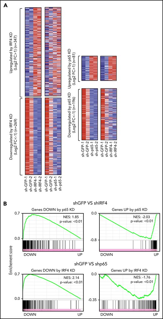 Coordinate regulation of gene expression by IRF4 and p65 in ATL cells. (A) Heat map depicting the relative mRNA expression levels of genes regulated by IRF4 (left) and p65 (right) on knockdown (KD) of each factor in TL-Om1 cells. A control shRNA (sh-GFP-1) and a shRNA targeting IRF4 (sh-IRF4-1) or p65 (sh-p65) were transduced into TL-Om1 cells in biological duplicates. mRNA was extracted on day 3 posttransduction. Each row corresponds to a gene, and expression values are normalized across each row. (B) Gene set enrichment analysis was conducted to determine the correlation of genes differentially expressed on KD of p65 (top) or IRF4 (bottom). The normalized enrichment scores (NES) and P values are indicated.
