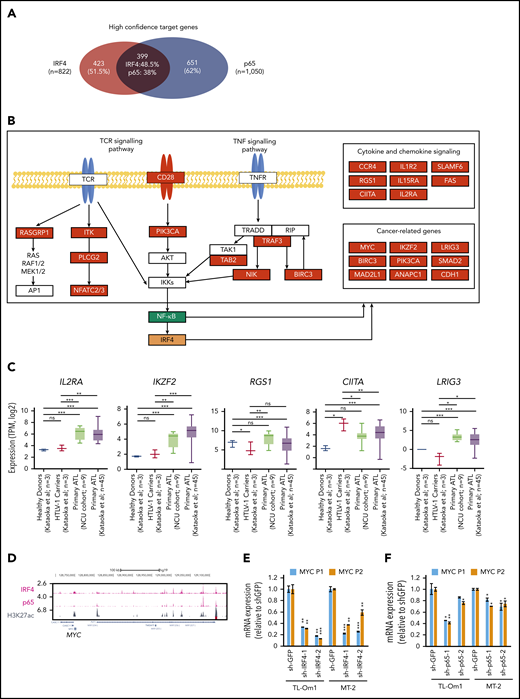 Genes and pathways regulated by IRF4 and NF-κB in ATL cells. (A) Venn diagram showing the overlap of high-confidence IRF4 and p65 target genes. TF, transcription factor. (B) Schematic representation of TCR and tumor necrosis factor (TNF) signaling pathway, as well as genes involved other biological functions such as cytokine and chemokine signaling and cancer-related genes. IRF4-p65 high-confidence genes are boxed in red. (C) mRNA expression of several IRF4-p65 target genes were analyzed by RNA-seq in 3 healthy donors, 3 HTLV-1 carriers, and 45 primary ATL cases from the cohort by Kataoka et al.,26 and primary ATL cases from the NCU cohort. See Figure 1C legend for the details. ns, nonsignificant; *P < .05; **P < .01; ***P < .001 by an unequal variances t test. (D) ChIP-seq gene tracks representing IRF4 and p65 binding and H3K27ac signals at the MYC gene locus in TL-Om1 cells. The x-axis indicates the linear sequence of the genomic DNA, and the y-axis indicates the total number of mapped reads per million reads. The black horizontal bar indicates the genomic scale in kilobases. The black boxes in the gene map represent exons, and the arrows indicate the location and direction of the transcriptional start site. (E-F) Control shRNA (sh-GFP-1) and 2 independent shRNAs targeting IRF4 (sh-IRF4-1 and sh-IRF4-2) (E) and p65 (sh-p65-1 and sh-p65-2) (F) were first transduced in 2 ATL/HTLV-1-transformed T-cell lines, TL-Om1 and MT-2, and mRNA was extracted on day 3 posttransduction. The mRNA expression of MYC was measured by qRT-PCR, using 2 different primer sets (MYC P1 and P2). Expression was normalized to that of the internal control (GAPDH) and is presented as fold-changes compared with the sh-GFP control: as mean of SD of duplicates. *P < .05; **P < .01; ***P < .001 by a 2-sample, 2-tailed t-test, compared with the sh-GFP control.