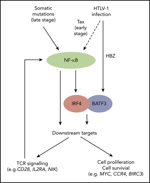Schematic figure depicting a coherent feed-forward loop involvingNF-κB and IRF4 in ATL cells.