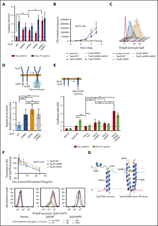 Activation of TpoR signaling by L498W-H499C mutations. (A) Effects of H499C and L498W mutations on TpoR signaling. HEK-293T cells were transiently transfected with the indicated hemagglutinin (HA)-TpoR variants, along with complementary DNAs (cDNAs) coding for JAK2, STAT5, and SpiLuc Firefly luciferase reporter reflecting STAT5 transcriptional activity and normalized with a control reporter (pRL-TK) containing Renilla luciferase. Shown are averages of 3 independent experiments, each performed in triplicate + standard deviation (SD; error bars). (B) Induction of autonomous proliferation of Ba/F3 cells by L498W and L498W-H499C mutants of TpoR. Ba/F3 cells stably expressing the TpoR mutants of interest were grown in the absence of cytokine. Cell proliferation was assessed by CellTiter-Glo (CTG) luminescent cell viability assay. (C) H499C increased cell-surface localization of TpoR. HEK-293T cells were transiently transfected with the indicated HA-TpoR variants. TpoR cell-surface localization among fluorescein isothiocyanate (FITC)–positive cells was assessed by flow cytometry using anti-TpoR antibody. Shown is 1 representative of 2 experiments. (D) TpoR dimerization in the absence of cytokine. Dimerization of TpoR was determined in HEK-293T using the NanoBiT luciferase protein fragment complementation assay using Nano-luciferase fragments fused in frame with the cytosolic domain of TpoR. (E) The extracellular domain of TpoR was not needed for constitutive activation by the L498W-H499C mutant. HEK-293T cells were transiently transfected with the indicated HA-TM-intracellular (TM-IC) TpoR variants, along with cDNAs coding for JAK2, STAT5, and SpiLuc Firefly luciferase reporter reflecting STAT5 transcriptional activity and normalized with a control reporter (pRL-TK) containing Renilla luciferase. Shown are averages of 4 independent experiments, each performed in triplicate + SD (error bars). (F) TpoR H499C continued to be overexpressed after cycloheximide (CHX) treatment. Ba/F3 cells stably expressing the TpoR mutants of interest were grown in presence of interleukin-3 and treated with CHX (50 μg/mL). TpoR cell-surface localization among FITC+ cells was assessed by flow cytometry using anti-TpoR antibody. Upper panel is an average of 3 independent experiments + SD (error bars). Lower panel is 1 representative of 3 experiments. (G) Model of the monomeric WT and dimeric L498W TM domains (TMDs) of the TpoR. On the left, the monomeric TMD has a break in the helical secondary structure in the region N-terminal to H499.12 On the left, in the L498W-active TMD dimer, the helix is induced in the region N-terminal to H499. *P < .05, **P < .01, ***P < .001. EC, extracellular; Elt, eltrombopag; eV, empty vector; LgBit, Nano-luciferase large-bit subunit; ns, nonsignificant (nonparametric multiple-comparison Steel test with control); PE, phycoerythrin; PIG, pMX-IRES-GFP vector; SmBit, Nano-luciferase small-bit subunit.