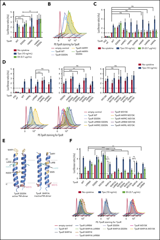 H499 and W491 play opposite roles in regulating activation of TpoR by several activating mutations. (A) Effect of TpoR H499Y mutation on constitutive activity of the S505N mutant. (B) H499Y and H499Y-S505N increase TpoR cell-surface localization. (C) Effects of aromatic and aliphatic residues at H499 on TpoR activity. (D) Effects of H499Y/H499C on the constitutive activities of the indicated TpoR mutants (upper) and on their cell-surface localization (lower). (E) Model of the dimeric active S505N and inactive W491A TM domains of the TpoR. On the left, in the active S505N mutant, the N505 residues face one another. On the right, in the inactive W491A mutant, the H499 residues face one another and would therefore be inaccessible to eltrombopag (Elt). (F) Effects of W491A/W491K mutations on the indicated TpoR mutants and on stimulations by Tpo or Elt. In panels A, C, D, and F, HEK-293T cells were transiently transfected with the indicated hemagglutinin (HA)-TpoR variants, along with complementary DNAs coding for JAK2, STAT5, and SpiLuc Firefly luciferase reporter reflecting STAT5 transcriptional activity and normalized with a control reporter (pRL-TK) containing Renilla luciferase. Shown are averages of 3 to 4 independent experiments, each performed in triplicate + standard deviation (error bars). In panels B and D, HEK-293T cells were transiently transfected with the indicated HA-TpoR variants. TpoR cell-surface localization among fluorescein isothiocyanate–positive cells was assessed by flow cytometry using anti-TpoR antibody. Shown is 1 representative of 2 experiments. **P < .01, ***P < .001. EC, extracellular; eV, empty vector; ns, nonsignificant (nonparametric multiple-comparison Steel test with control); PE, phycoerythrin; PIG, pMX-IRES-GFP vector.
