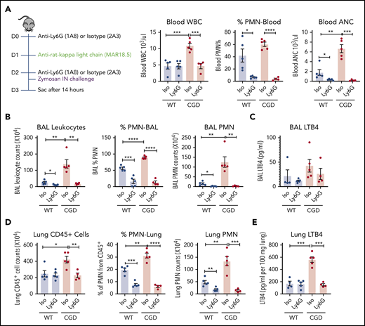 PMNs were the major source of LTB4 in zymosan-induced lung inflammation. Mice were sequentially injected intraperitoneally with anti-Ly6G/isotype and anti-rat κ light chain, followed by IN instillation of 20 µg zymosan. (A) After 14 hours, total WBCs, percentage of PMNs, and absolute neutrophil count (ANC) were determined in peripheral blood by complete blood count and differential. (B) Cell counts from 3 mL BAL. Cell composition was analyzed by Cytospin with Wright-Giemsa stain. (C) LTB4 levels in the first milliliter of BAL fluid supernatant was measured by ELISA. (D) Lung cell counts from the right lung inferior lobe. The percentage of PMN (CD45+Ly6CintCD11b+) was determined by flow cytometry. CD45+ cell and PMN counts were calculated by flow cytometry. (E) LTB4 levels in whole-lung homogenate supernatant was measured by ELISA. n = 4 in each group from 2 separate experiments. Data are means ± standard error of the mean. *P < .05; **P < .01; ***P < .001; ****P < .0001, by Student t test.