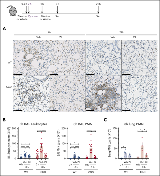 Increased neutrophilic inflammation in CGD mice in response to zymosan was dependent on LTB4. (A-E) Wild-type and CGD mice were treated with zileuton or vehicle 30 minutes before and 4 hours after 20 μg zymosan challenge and examined at 8 or 24 hours, as indicated. (A) Representative immunohistochemical images of lung sections stained with MPO. Scale bars, 100 µm. (B,D) BAL leukocytes and PMNs (identified by Cytospin) and (C,E) lung PMNs (CD45+Ly6G+CD11b+ by flow cytometry) were analyzed 8 hours or 24 hours after challenge. (F) Mice were treated with zileuton or vehicle 8 hours after 20 µg zymosan challenge. BAL leukocytes and PMNs (identified by Cytospin) were analyzed 24 hours after challenge. n ≥ 3 per group from at least 2 separate experiments. Data are means ± standard error of the mean . (B-F) *P < .05, **P < .01, ***P < .001, ****P < .0001, by 1-way ANOVA.