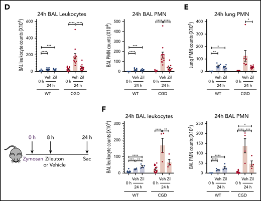 Increased neutrophilic inflammation in CGD mice in response to zymosan was dependent on LTB4. (A-E) Wild-type and CGD mice were treated with zileuton or vehicle 30 minutes before and 4 hours after 20 μg zymosan challenge and examined at 8 or 24 hours, as indicated. (A) Representative immunohistochemical images of lung sections stained with MPO. Scale bars, 100 µm. (B,D) BAL leukocytes and PMNs (identified by Cytospin) and (C,E) lung PMNs (CD45+Ly6G+CD11b+ by flow cytometry) were analyzed 8 hours or 24 hours after challenge. (F) Mice were treated with zileuton or vehicle 8 hours after 20 µg zymosan challenge. BAL leukocytes and PMNs (identified by Cytospin) were analyzed 24 hours after challenge. n ≥ 3 per group from at least 2 separate experiments. Data are means ± standard error of the mean . (B-F) *P < .05, **P < .01, ***P < .001, ****P < .0001, by 1-way ANOVA.