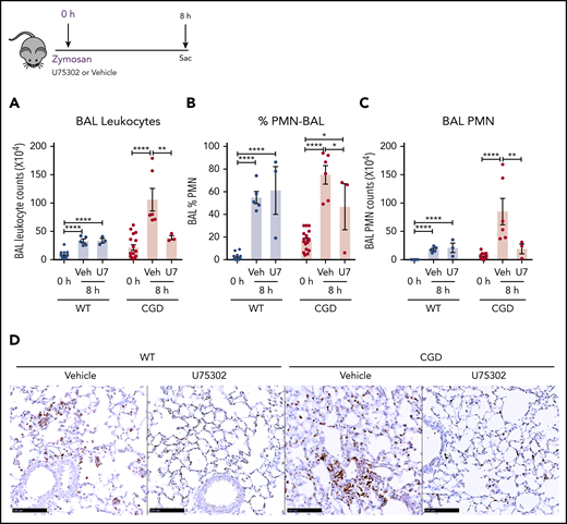 The LTB4 receptor BLT1 was essential for amplified neutrophilic lung inflammation in zymosan-challenged CGD mice. WT and CGD mice were challenged with 20 µg zymosan and either U75302 or vehicle. BAL leukocytes (A) and PMNs (B-C), identified by Cytospin, were analyzed 24 hours after challenge. (D) Representative images of lung sections stained with MPO. Scale bars, 100 μm. n ≥ 3 per group from at least 2 separate experiments. Data are means ± standard error of the mean . *P < .05; **P < .01; ***P < .001; ****P < .0001, by 1-way ANOVA.