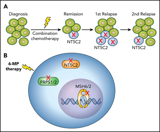 Chemotherapy-resistance mutations in relapsed ALL. (A) Most of the NT5C2 mutations identified in relapsed ALL are subclonal, identified in relatively few leukemic cells. In subsequent relapses, the subclonal NT5C2-mutated cells often disappeared or were diminished. (B) ALL relapse is frequently associated with different somatic mutations that confer thiopurine resistance, such as mutations in NT5C2 or PRPS1/2, which are involved in thiopurine metabolism, or mutations in MSH6/2, which induce thiopurine resistance via impaired DNA mismatch repair. 6-MP, 6-mercaptopurine.