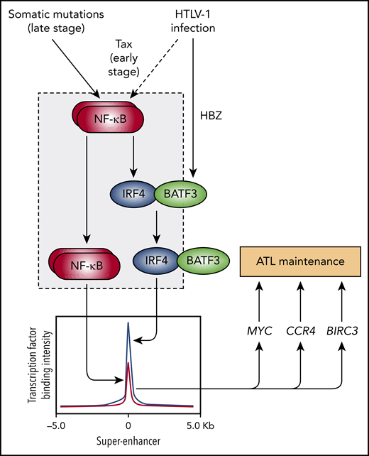 Diagram depicting a network of transcriptional interactions driving ATL maintenance that is initiated by HTLV-1 infection and then propagated by somatic mutations. The gray box indicates the network motif identified by Wong et al called a “coherent feed-forward loop” that is used by normal T cells to rapidly expand to fight foreign invaders but is hijacked and constitutively activated in ATL cells. This loop consists of the top-tier transcription factor NF-kB inducing the second-tier transcription factor IRF4 followed by cooperative binding and activation by the 2 factors of super-enhancers associated with major oncogenes (MYC, CCR4, and BIRC3).