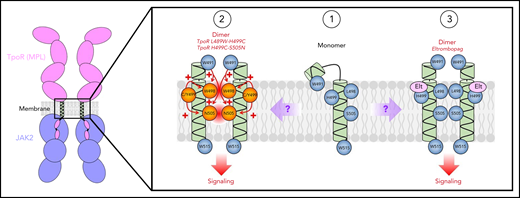 Comparative mechanisms of action between TM mutations in familial ET and Elt proposed in this issue of Blood by Levy and colleagues. In the monomeric state, (1) a possible break in the secondary helical structure of the TM domain may result in W491 associating on the extracellular side of the plasma membrane. TM mutations seen in familial ET (2) may lead to the rotation on W491 inward, stabilizing interactions between other TM residues leading to activation. The authors also propose that Elt may use a similar mechanism (3) via interactions with H499 and W491, breaking the TpoR-membrane interactions and permitting receptor activation.