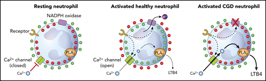 Ion movements in neutrophils initiated by the electrogenic functioning of the NADPH oxidase and alterations in CGD cells. PLA2, phospholipase A2.
