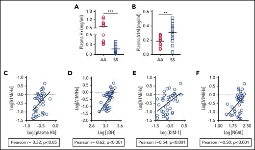 Plasma A1M is raised in association with hemolytic and AKI biomarkers in SCD patients. (A) Level of plasma A1M is elevated in patients with SCD (SS) compared with age- and ethnically matched Hb AA individuals (n = 12-15). (B) Level of plasma hemopexin (Hx) in the same cohort of plasma as in panel A. (C-F) Whole-blood samples and urine were collected at the same time from SCD patients (n = 40) at steady state. Blood samples were processed to collect serum and plasma. Plasma A1M and hemopexin, plasma Hb, serum LDH activity, urinary KIM-1, and serum NGAL were measured using specific colorimetric or ELISA kits following the manufacturer’s instructions. Association of molar concentration of A1M and hemopexin (A1M/Hx) with (C) plasma Hb, (D) serum LDH, (E) urinary KIM-1, and (F) serum NGAL in logarithmic scale.