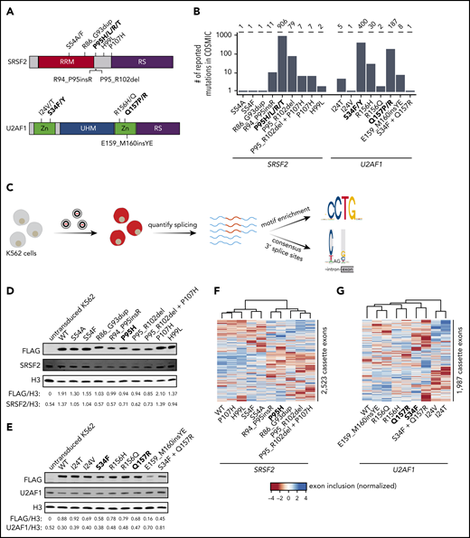 Strategy for classification of rare, non-hotspot SRSF2 and U2AF1 mutations. (A) Hotspot (bold) and select rare and private mutations affecting SRSF2 and U2AF1. RRM, RNA recognition motif; RS, arginine/serine-rich domain; UHM, U2AF homology motif; Zn, zinc finger domain. (B) Numbers of reported mutations in SRSF2 and U2AF1 in the Catalogue of Somatic Mutations in Cancer (COSMIC) database as of 17 September 2018. SRSF2S54A was identified in a patient sample, but is not present in COSMIC. (C) Schematic of our strategy for transgenically expressing individual mutations in cell culture and performing subsequent transcriptome analyses. (D) Western blot for FLAG, SRSF2, and Histone H3 (H3), using lysate from untransduced K562 cells or K562 cells that stably expressed FLAG-tagged WT or mutant SRSF2 (mutation indicated earlier). H3 is a loading control. FLAG and SRSF2 band intensities were quantified using ImageJ and normalized to the respective band intensity for H3. (E) As in panel D, but for U2AF1. (F-G) Heat map and associated dendrogram representing an unsupervised cluster analysis based on cassette exon inclusion levels computed from the transcriptomes of K562 cells stably expressing the indicated alleles of SRSF2 (F) or U2AF1 (G). Exon inclusion values were z-score normalized.