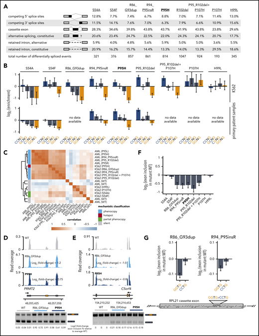 Rare mutations in SRSF2 alter exonic splicing enhancer (ESE) preference. (A) Differentially spliced events identified in K562 cells expressing each indicated SRSF2 mutant allele relative to WT-expressing control cells. Percentages represent the distribution of differentially spliced events among the indicated event types for each mutation. (B) Enrichment for each indicated variant of the SSNG motif within cassette exons that were promoted vs repressed in cells expressing mutant vs WT SRSF2. The enrichment for a given motif was defined as the number of instances in all promoted exons divided by the number of instances in all repressed exons. Error bars represent 95% confidence intervals estimated by bootstrapping. The transcriptomes of patient samples bearing SRSF2S54A (polycythemia + hyperleukocytosis + myelofibrosis) and SRSF2S54F (chronic myelomonocytic leukemia) were sequenced for this study; RNA-seq data from patient samples bearing SRSF2R94_P95insR (AML), SRSF2P95H (chronic myelomonocytic leukemia), and SRSF2P95_R102del (AML) were previously published.20 (C) Heat map and dendrogram illustrating the global similarity of splicing programs in K562 cells and AML samples expressing the indicated alleles of SRSF2. Dendrogram illustrates the results of an unsupervised clustering based on differential splicing in each indicated sample relative to WT-expressing control cells (K562) or a median computed over all WT samples (AML). AML patient data were previously published.20 (D) RNA-seq read coverage illustrating increased cassette exon inclusion in PRMT2 in K562 cells expressing either a hotspot (P95H) or private (R86_G93dup) SRSF2 mutation (top). Log2 (fold-change) illustrates log2 (exon inclusion in mutant- vs WT-expressing cells). RT-PCR validation of RNA-seq results in technical triplicate (bottom). Log fold-changes for RT-PCR computed with respect to the mean signal for WT. (E) As in panel (D), but for a cassette exon in C5orf4 that is repressed by mutant SRSF2. (F) Relative inclusion of a cassette exon within RPL21 expressed from its endogenous locus in K562 cells expressing mutant vs WT SRSF2. Error bars represent 95% confidence intervals for the relative inclusion ratio, computed by propagating the 95% confidence intervals for the 2 isoforms to the ratio for mutant vs WT SRSF2 by standard rules for error propagation during division of quantities with individual errors. (G) As in panel (F), but where the RPL21 cassette exon is expressed from a minigene transfected into K562 cells and contains the indicated ESEs. GGTG is the native sequence; CCTG is a mutated ESE that is predicted to be well-recognized in the presence of mutant SRSF2. Bars represent the mean ± standard deviation, measured by quantitative RT-PCR and computed over 3 biological replicates.