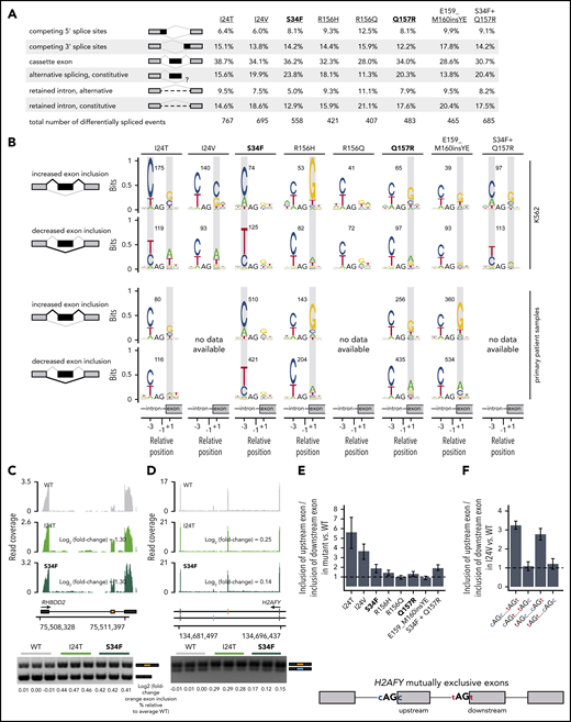 Rare mutations in U2AF1 alter 3′ splice site recognition. (A) Differentially spliced events identified in K562 cells expressing each indicated U2AF1 mutant allele relative to WT-expressing control cells. Percentages represent the distribution of differentially spliced events among the indicated event types for each mutation. (B) Sequence logos representing consensus 3′ splice sites of cassette exons that are differentially spliced in K562 cells expressing mutant versus WT U2AF1. Gray boxes highlight sequence preferences at the −3 and +1 positions that are similar to those observed in cells expressing the U2AF1S34F/Y or U2AF1Q157P/R hotspot mutations. RNA-seq data from patient samples bearing U2AF1I24T (adrenocortical carcinoma), U2AF1S34F (AML), U2AF1R156H (myelodysplastic syndromes), U2AF1Q157R (AML), and U2AF1E159_M160insYE (AML) were previously published.34-37 (C) RNA-seq read coverage illustrating increased cassette exon inclusion in RHBDD2 in K562 cells expressing either a hotspot (S34F) or rare (I24T) U2AF1 mutation (top). Log2 (fold-change) illustrates log2 (exon inclusion in mutant- vs WT-expressing cells). RT-PCR validation of RNA-seq results in technical triplicate (bottom). Log fold-changes for RT-PCR computed with respect to the mean signal for WT. (D) As panel C, but for mutually exclusive exons in H2AFY. The upstream (orange) exon is the exon for which inclusion is calculated. (E) Relative inclusion of the upstream vs downstream exon for 2 mutually exclusive exons within H2AFY expressed from its endogenous locus in K562 cells expressing mutant versus WT U2AF1 as estimated by RNA-seq. Error bars represent 95% confidence intervals for the relative inclusion ratio, computed by propagating the 95% confidence intervals for the 2 isoforms to the ratio for mutant vs WT SRSF2 by standard rules for error propagation during division of quantities with individual errors. (F) As in panel (E), but where the H2AFY mutually exclusive exons are expressed from a minigene transfected into K562 cells and contain 3′ splice sites with the indicated sequences. AG is the AG dinucleotide of the 3′ splice site. Bars represent the mean ratio of inclusion of the upstream:downstream exons ± standard deviation, estimated by quantitative RT-PCR and computed over 3 biological replicates.