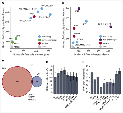 Hotspot and rare SRSF2 and U2AF1 induce transcriptome dysregulation and converge on H2AFY and IRAK4 mis-splicing. (A) Scatter plot comparing the numbers of differentially expressed genes (x-axis) and differentially spliced cassette exons (y-axis) in K562 cells expressing each indicated SRSF2 mutation vs WT-expressing control cells. Differentially expressed genes were defined as those genes with expression at least 1 TPM in both samples, |log2 (fold-change)| ≥log2 (1.5), and Bayes factor at least 10. See Table 1 for additional information on classification of each mutation. (B) As panel A, but for the indicated U2AF1 mutations. (C) Venn diagram illustrating the sets of coding genes containing cassette exons and mutually exclusive exons that were differentially spliced in association with both hotspot and rare SRSF2 and/or U2AF1 mutations relative to control WT-expressing cells. Differentially spliced exons were defined as those exhibiting a change in isoform ratio at least 10% and a Bayes factor at least 1. Diagram restricted to genes containing cassette exons or mutually exclusive exons that were differentially spliced in association with at least 3 SRSF2P95-like mutations (SRSF2R86_G93dup, SRSF2R94_P95insR, SRSF2P95H, SRSF2P95_R102del, and SRSF2P95_R102del + P107H considered) and 3 U2AF1S34-like mutations (U2AF1I24T, U2AF1I24V, and U2AF1S34F considered). (D) Inclusion of a cassette exon within IRAK4 in K562 cells expressing each indicated U2AF1 allele. Error bars represent 95% confidence intervals as estimated by MISO.55 (E) As in panel (D), but for cells expressing each indicated SRSF2 allele.