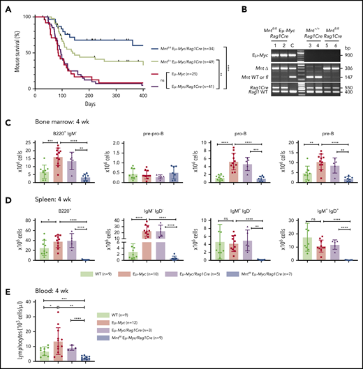 Lymphoid-specific loss of MNT greatly diminishes lymphoma development and induces lymphopenia in Eμ-Myc mice. (A) Kaplan-Meier survival curves showing reduced lymphoma development in Mntfl/fl Eμ-Myc/Rag1Cre mice (blue; median survival, 463 days) than Mntfl/+ Eμ-Myc/Rag1Cre mice (lime green; median survival, 138 days) and control Eμ-Myc mice (red; median survival, 86 days) and Eμ-Myc/Rag1Cre mice (purple; median survival, 96 days). **P ≤ .01; ****P ≤ .0001. Log-rank test. Killed mice showing no malignancy on autopsy were censored (black mark). X-axis was arbitrarily terminated at 400 days, but monitoring continued. (B) PCR analysis shows efficient deletion of floxed Mnt alleles by Rag1Cre in cells sorted from bone marrow of individual 4-week-old mice. WT and floxed Mnt alleles both produce 147-bp fragments, deleted Mnt allele (MntΔ), a 386-bp fragment. Lanes 1,2: pro-B and pre-B cells, respectively, from Mntfl/fl Eμ-Myc/Rag1Cre mouse #360; lanes 3,4: pre-B cells from control Mnt+/+Rag1Cre mice (#403, #404); lanes 5,6 pre-B cells from Mntfl/flRag1Cre mice (#413, #414); C, control DNA for Mnt PCRs. (C-D) Lymphoid-specific MNT loss induces lymphopenia. Flow cytometric quantification of B lymphoid subpopulations in bone marrow (C) and spleen (D) of 4-week-old WT (light green), Eμ-Myc (red), Eμ-Myc/Rag1Cre (purple), and Mntfl/fl Eμ-Myc/Rag1Cre (blue) mice. Supplemental Figure 3A exemplifies sorting strategy. Bar graphs show mean ± SD; *P ≤ .05; **P ≤ .01; ***P ≤ .001; ****P ≤ .0001. (E) Lymphocyte count in blood of 4-week-old mice of indicated genotypes, determined in an Advia hematology analyzer. Mean ± SD; *P ≤ .05; **P ≤ .01; ***P ≤ .001; ****P ≤ .0001.