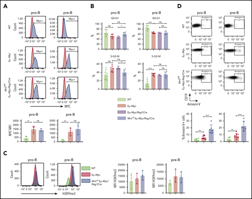 Mnt deletion increases apoptosis but does not affect MYC protein level, cell cycling, or senescence in premalignant Eμ-Myc pro-B and pre-B cells. (A) MNT loss does not change MYC level. Pro-B and pre-B cells were sorted from bone marrow of 4-week-old mice, permeabilized and stained with MYC antibody (blue) or isotype-matched control (red). (Bottom) Mean intracellular MYC fluorescence (MFI) ± SD in WT (light green), Eμ-Myc (red), and Mntfl/fl Eμ-Myc/Rag1Cre (blue) pro-B and pre-B cells; n = 3 or 4; mean ± SD; **P ≤ .01; ns = not significant. (B) Cell cycle analysis. DNA content of 4′,6-diamidino-2-phenylindole-stained cells shows that the proportion of cycling (S-G2-M) pre-B cells in Mntfl/fl Eμ-Myc/Rag1Cre (blue) is comparable to that in Eμ-Myc (red) and Eμ-Myc/Rag1Cre (purple) mice. n = 3-6. Mean ± SD; *P ≤ .05; **P ≤ .01. (C) MNT loss does not significantly affect H3K9 trimethylation. Representative H3K9me3 staining of sorted permeabilized pro-B and pre-B cells from 4-week WT (light green), Eμ-Myc (red), and Mntfl/fl Eμ-Myc/Rag1Cre (blue) mice (left panels) and MFI for 3 mice of each genotype in 3 independent experiments (right panels). (D) MNT loss markedly elevates apoptosis. Annexin-V+ pro-B and pre-B cells were 2- to 3-fold more frequent in bone marrow of Eμ-Myc (red) than WT (light green) mice and ∼3-fold higher in Mntfl/fl Eμ-Myc/Rag1Cre (blue) than in Eμ-Myc mice. Top panels show typical fluorescence-activated cell sorting plots, and bottom panel shows mean percentage annexin-V+ cells; n = 6 to 9 individual mice; mean ± SD; **P ≤ .01; ***P ≤ .001.