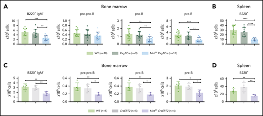 Loss of MNT impedes normal B lymphoid development. (A-B) Deletion of floxed Mnt by Rag1Cre provokes lymphopenia in mice lacking Eμ-Myc transgene. Quantification of B lymphoid subpopulations from bone marrow (A) and spleen (B) of 4-week-old WT (light green), Rag1Cre (green), and Mntfl/flRag1Cre (light blue) mice. Supplemental Figure 5A exemplifies sorting strategy. n indicates number of mice. Mean ± SD; **P ≤ .01; ***P ≤ .001; ****P ≤ .0001. (C-D) Activation of CreERT2 by tamoxifen also provokes B lymphopenia in mice lacking Eμ-Myc transgene. Quantification of indicated B lymphoid populations from bone marrow (C) and spleen (D). Young (6-week-old) WT (light green), CreERT2 (gray), and Mntfl/flCreERT2 (lavender) mice were treated for 3 days with tamoxifen by oral gavage and analyzed 4 weeks later. n indicates number of mice. Bar graphs show mean ± SD; *P ≤ .05; **P ≤ .01.