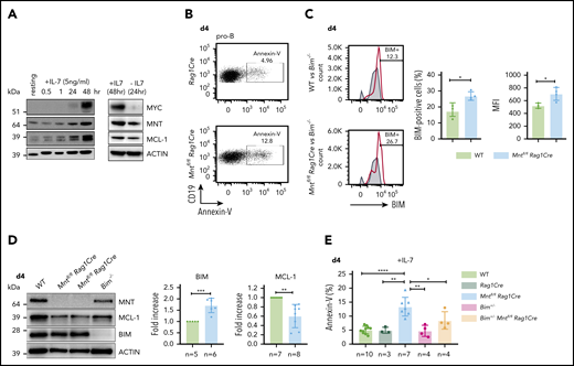 Loss of MNT increases apoptosis of pro-B cells in IL-7 cultures. (A) Expression of MYC, MNT, and MCL-1 protein in CD19+IgM− cells sorted by FACS from bone marrow of 6-week-old WT mice, before and during culture in IL-7, and 24 hours after IL-7 removal. (B-D) MNT-deficient pro-B cells exhibit increased apoptosis, elevated BIM, and decreased MCL-1. Pro-B cells were obtained by culturing CD19+ bone marrow cells (isolated using microbeads) in IL-7 (5 ng/ml) for 4 days. (B) Annexin-V staining of Rag1Cre and Mntfl/flRag1Cre pro-B cells; profiles are typical of those from ≥3 mice of each genotype (see panel E). (C) Flow cytometric analysis of intracellular BIM using Bim−/− cells (gray shaded) as a negative control. Bar graphs compare percentage BIM-positive cells and mean fluorescence intensity (MFI) from WT (light green) vs Mntfl/flRag1Cre (light blue) mice, determined in 3 independent experiments; MFI of BIM-null cells was subtracted from that of either WT or Mntfl/flRag1Cre cells stained in same experiment. (D) Typical western blot of pro-B cells from WT, Mntfl/flRag1Cre and control Bim−/− mice. For each blot, BIM and MCL-1 levels were quantified relative to ACTIN and normalized to WT value. Bar graphs show mean fold-change ± SD **P ≤ .01; ***P ≤ .001. (E) Bim heterozygosity significantly reduces apoptosis of MNT-null pro-B cells. Cells were stained with annexin-V after 4 days in IL-7. Bar graphs show mean ± SD; *P ≤ 0.05; **P ≤ .01; ****P ≤ .0001.