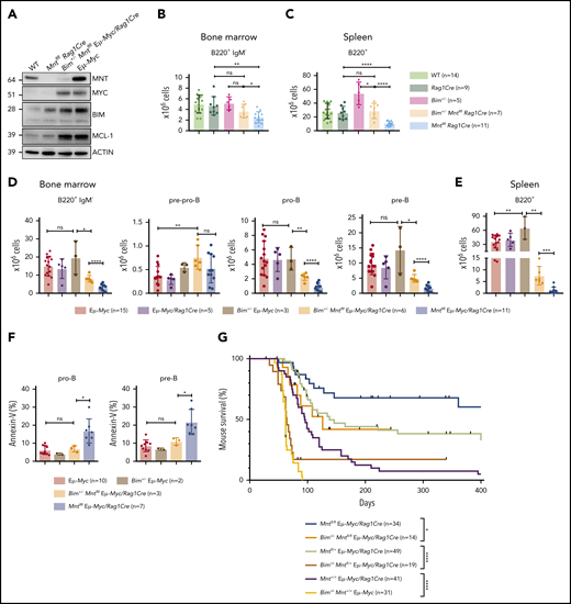 Bim heterozygosity rescues B lymphopoiesis, reduces apoptosis, and accelerates lymphomagenesis in MNT-deficient Eμ-Myc mice. (A) BIM and MCL-1 expression is elevated in MNT-deficient CD19+ cells. Cells were fluorescence-activated cell sorted from spleens of 4-week-old mice. (B-C) Bim heterozygosity largely restores B lymphopoiesis in young Mntfl/flRag1Cre mice. Flow cytometric enumeration of B lymphoid cells in bone marrow (B) and spleen (C) of 6-week-old mice. Data include mice in Figure 4 plus additional mice. Bar graphs show mean ± SD; *P ≤ .05; **P ≤ .01; ****P ≤ .0001. (D-E) Bim heterozygosity partially restores B lymphopoiesis in young MNT-deficient Eμ-Myc mice. Enumeration of B lymphoid cell populations in (D) bone marrow and (E) spleen of the indicated genotypes. Data for controls include certain mice in Figure 1C-D. Mean ± SD; *P ≤ .05; **P ≤ .01; ****P ≤ .001; ****P ≤ .0001. (F) Bim heterozygosity ameliorates enhanced apoptosis of pro-B and pre-B cells in the bone marrow of young MNT-deficient Eμ-Myc mice. Data include mice from Fig. 1C. Mean ± SD; *P ≤ .05; ns = not significant. (G) Bim heterozygosity accelerates lymphomagenesis in MNT-deficient Eμ-Myc mice. Kaplan-Meier survival curves showing enhanced morbidity of Bim+/−Mntfl/fl Eμ-Myc/Rag1Cre (orange) mice compared with Mntfl/fl Eμ-Myc/Rag1Cre (blue) mice, and of Bim+/−Mntfl/+ Eμ-Myc/Rag1Cre (mustard) mice compared with Mntfl/+ Eμ-Myc/Rag1Cre (lime green) mice. Survival curves for Eμ-Myc/Rag1Cre, Mntfl/+ Eμ-Myc/Rag1Cre, and Mntfl/fl Eμ-Myc/Rag1Cre mice are those shown in Figure 1A. Log-rank test; *P ≤ .05; ****P ≤ .0001.