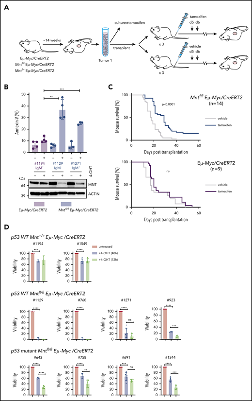 MNT loss induced in vivo in Eμ-Myc lymphomas extends survival of transplant recipients. (A) Schematic of experimental design. Mntfl/fl Eμ-Myc/CreERT2 and Eμ-Myc/CreERT2 mice were aged until they developed tumors (∼100 days). Tumor cells (Ly5.2+) were harvested and either cultured to establish cell lines for in vitro treatment with 4-OH tamoxifen (4-OHT) (see panel B) or injected intravenously into syngeneic nonirradiated C57BL/6-Ly5.1 mice for in vivo treatment with tamoxifen (see panel C). (B) 4-OH tamoxifen-induced Mnt loss enhances apoptosis of Eμ-Myc lymphoma cells in vitro. Short-term cell lines established from 2 independent Mntfl/fl Eµ-Myc/CreERT2 lymphomas (#1129 and #1271) and a control Eµ-Myc/CreERT2 lymphoma (#1194) were treated for 24 hours with or without 0.5 μM 4-OH tamoxifen and percentage annexin-V-positive cells determined by flow cytometry. Results are from 4 (#1194, #1129) or 3 (#1271) independent experiments; mean ± SD **P ≤ .01; **P ≤ .001. Immunoblot shows MNT and ACTIN protein in cells treated with tamoxifen or vehicle. (C) Tamoxifen-induced Mnt deletion significantly extends survival of mice transplanted with Mntfl/fl Eμ-Myc/CreERT2 lymphomas. Kaplan-Meier survival curves of mice transplanted with 14 independent Mntfl/fl Eμ-Myc/CreERT2 or 9 control Eμ-Myc/CreERT2 lymphomas and subsequently treated with either tamoxifen or vehicle alone. Each lymphoma was transplanted into 6 nonirradiated C57BL/6 recipients (2-4 × 106 cells/mouse), 3 of which were treated by oral gavage with tamoxifen and 3 with vehicle alone, for 2 successive days, starting on day 5; n indicates number of independent lymphomas transplanted. Significance was determined using log-rank test. See also Supplemental Figure 6A. (D) Induced Mnt deletion reduces viability of p53 wt and p53 mutant Mntfl/fl Eμ-Myc/CreERT2 lymphoma cell lines. Cell lines established from Mntfl/fl Eµ-Myc/CreERT2 and control Mnt+/+ Eµ-Myc/CreERT2 lymphomas were incubated with 0.5 μM 4-OH tamoxifen to delete Mnt, and cell viability was determined by flow cytometry (supplemental Figure 8). Viability of 4-OHT-treated cells at 48 and 72 hours is expressed relative to that of cells incubated in parallel without 4-OHT. P53 status, determined by treatment with nutlin3a, is indicated.