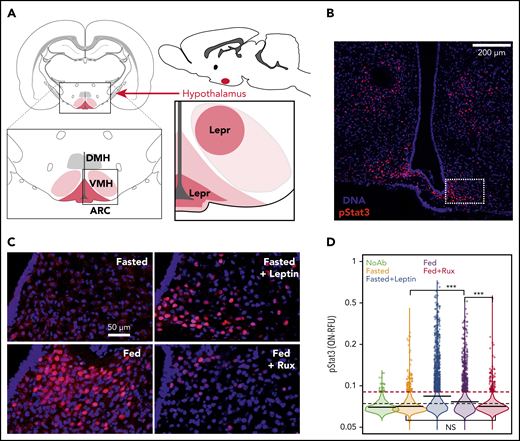 Ruxolitinib blocks postprandial leptin signaling in the hypothalamus. (A) Schematic localizing the LEPR-expressing neurons within the ventromedial hypothalamus (VMH) and arcuate nucleus (ARC). The lower right subpanel represents the region shown in Panel B. (B) A representative image is shown of an 8-week-old male C57BL6/J fasted mouse treated with Leptin (scale bar, 200 μm). The inset box (dashed) shows the region analyzed in panels C-D. (C) Representative images of ARC from mice that were Fasted, Fasted+Lep, Fed, and Fed+Rux (scale bar, 50 μm). (D) The quantile normalized segmented nuclear pSTAT3 signal intensity is shown for replicate animals treated as described (n = 3-5 mice per group, statistical significance of key differences indicated, t test ***P < 10−15). All experiments were performed in accordance with institutional guidelines and were approved by the International Animal Care and Use Committee and in compliance with the Research Animal Resource Center in the Weill Cornell vivarium. DMH, dorsomedial hypothalamus; NS, not significant.