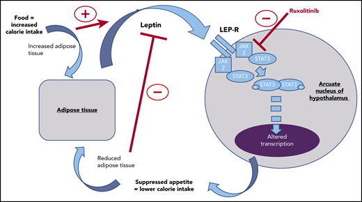 Leptin production from adipose tissue occurring as a satiety feedback signal is blocked by ruxolitinib in the arcuate nucleus of the hypothalamus. This interruption to a key component of appetite regulation may explain the weight gain commonly observed in ruxolitinib-treated patients.