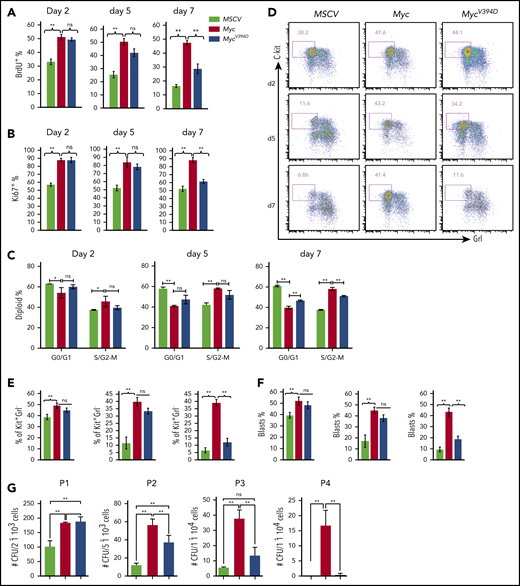 HSPC differentiation is blocked to a greater degree by Myc transduction than by MycV394Dtransduction. c-Kit+ HSPCs were transduced with MSCV-GFP, Myc-GFP, or MycV394D-GFP, respectively. Transduced Kit+ HSPCs were purified by FACS 2 days posttransduction and incubated in HSPC culture medium with medium change every other day (A-F) or seeded into methylcellulose for serial replating clone-forming assay (G). Proliferation was examined by BrdU pulse-labeling assay (A), Ki67 staining assay (B), and cell-cycle analysis (C) at the indicated number of days in culture. Cell differentiation was analyzed by flow cytometry to examine c-Kit and Gr1 expression (D-E) and by morphology to count the percentage of leukemic blasts on indicated days (F). The numbers of CFUs were counted 7 days after each plating (G). *P < .05; **P < .01. ns, not significant; P1/P2/P3/P4, plating 1/plating 2/plating 3/plating 4.