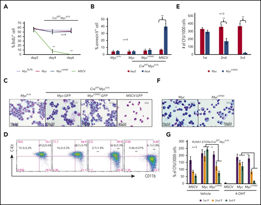 Partial differentiation of MycV394D-AML cells compared with Myc-AML cells. MSCV-GFP/CreERTMycfx/fx, Myc-GFP/CreERTMycfx/fx, and MycV394D-GFP/CreERTMycfx/fx AML cells were treated with 1 μM 4-OHT to induce the deletion of endogenous Myc. Beginning on day 2 following 4-OHT treatment, cells were collected for analysis at the indicated time points. Mycfx/fx AML cells were studied in parallel as controls. (A) BrdU (final concentration 10 µM) was added to the culture to label the cells 2 hours before they were to be collected. The percentages of BrdU+ cells were analyzed by intracellular antibody staining and flow cytometric analysis. (B) Apoptosis was examined by annexin V staining. (C-D) Cells were collected on day 6 for morphologic (C) and phenotypic analysis (D). (E-F) One day after 4-OHT treatment, cells were collected and seeded for serial replating CFU assay (E). CFUs were counted on day 7 after plating. Cells were collected from the colonies of the third replating for morphologic study (F). (G) c-Kit+ HSPCs were collected from CreERTMycfx/fx mice and cotransduced with RUNX1-ETO9a-GFP plus MSCV-mCherry, Myc-mCherry, or MycV394D-mCherry, respectively. The transduced HSPCs were purified by FACS and seeded into the methylcellulose with or without 4-OHT-induction. CFUs were counted 7 days after plating. Cells from the CFUs were collected for second and third replatings. **P < .01. 1st P/2nd P/3rd P, first plating/second plating/third plating.