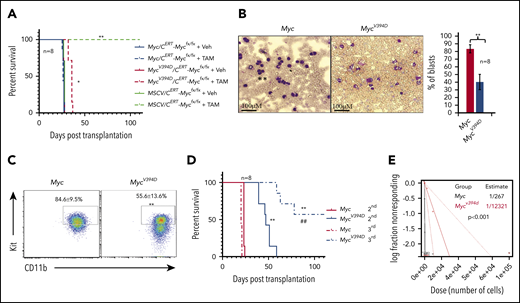 Reduced leukemogenic capacity of MycV394D-AML cells compared with Myc-AML cells. (A) MSCV/CreERTMycfx/fx, Myc/CreERTMycfx/fx, or MycV394D/CreERTMycfx/fx AML cells were transplanted into different groups of recipient mice. Starting on day 3 after transplantation, mice were treated with vehicle (Veh) or TAM daily for 5 consecutive days to induce the deletion of endogenous Myc. The mice were monitored for leukemia development and leukemia-related death. (B-E) Myc-GFP and MycV394D-GFP AML cells were collected from the mice that had leukemia (above) and the differentiation status of these cells was assessed by morphologic study for leukemic blasts (B) and c-Kit expression (C); the self-renewal capacity of LSCs was analyzed by serial transplantation (D). The frequency of LSCs was examined by serial dilution and competitive transplantation assay (E). *P < .05; **P < ..01 compared with vehicle groups in panel A, and Myc groups in panels B-D. ##P < .01 compared with MycV394D second transplantation.