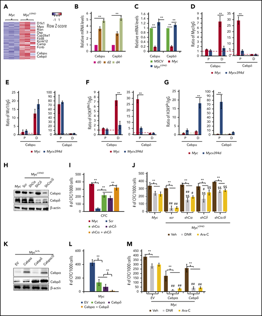 Upregulation of Cebpα and Cebpδ in MycV394DAML cells contributes to the partial differentiation phenotype. (A) Representative upregulated genes in MycV394-AML cells as identified from RNA sequencing are presented in a heatmap. (B) MycV394D-AML cells were collected at the indicated times after 4-OHT treatment as described in Figure 6G-H. The expression of Cebpα and Cebpδ was examined by qRT-PCR. (C) The expression of Cebpα and Cebpδ was examined by qRT-PCR in MSCV-, Myc- and MycV394D-transduced HSPCs on day 4 after transduction. (D-E) The binding of Myc, MycV394D, and Miz1 to the promoters of the Cebpα or Cebpδ genes was examined in AML cells by ChIP/quantitative PCR (qPCR) assay. (F-G) H3K9Me3 and H3K9Ac status of the promoters of Cebpα or Cebpδ genes were examined by ChIP/qPCR assay. (H-J) Cebpα or Cebpδ or both were knocked down in MycV394D AML cells by short hairpin RNA (shRNA) specific for Cebpα (shCα) or Cebpδ (shCδ) (H). The third replating CFC (I) and response to DNR or Ara-C treatment (J) of the gene knockdown cells were compared with scrambled shRNA (scr)-transduced MycV394D AML cells. Myc AML cells were used as controls. (K-M) Cebpα or Cebpδ or both were overexpressed in Myc AML cells by viral transduction (K). The third replating CFC (L) and response to DNR or Ara-C treatment (M) of the gene overexpressed cells were compared with empty vector (EV)-transduced Myc-AML cells. **P < .01, ##P < .01, and #P < .05, compared with corresponding Myc groups in panel J and corresponding EV groups in panel M. $$P < .01 and $P < .05, compared with corresponding scr groups. D, distal promoto; P, proximal promoter.
