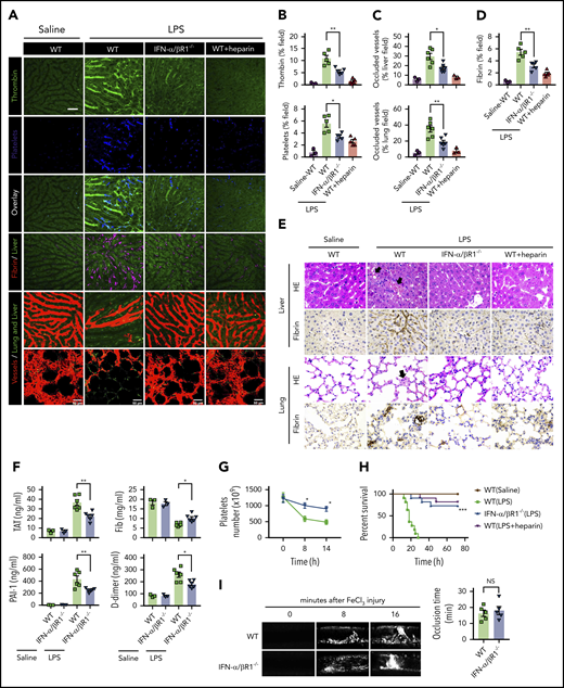 Type 1 IFN signaling mediates the activation of coagulation cascades in endotoxemia. (A-D) WT and IFN-α/βR1 KO mice were administered LPS intraperitoneally (4 mg/kg) for 6 hours. Heparin (200 IU/kg) was injected subcutaneously 30 minutes before LPS injection. (A) Representative SD-IVM images of thrombin generation (green), platelet aggregation (blue), fibrin deposition (dark red), and albumin (red) within the liver microvasculature or representative multiphoton microscopy images of albumin (red) within lung microvasculature. AF647-albumin (red) was represented as a contrast material to identify perfused vessels; the occluded vessels exhibited weak fluorescent signals. Quantitative analysis was conducted of thrombin and platelets (B), occluded vessels (C), and fibrin deposition (D) within the liver microcirculation by using ImageJ software. (E-H) Mice were primed with 0.4 mg/kg of LPS for 7 hours and then challenged with 10 mg/kg of LPS for 8 hours. (E) Representative images of hematoxylin and eosin and immunohistochemical staining of fibrin in livers and lungs of WT mice vs IFN-α/βR1 KO mice (400×). The black arrow indicates thrombus in liver and lung capillaries from WT mice challenged with LPS. (F) Plasma levels of TAT complexes, PAI-1, fibrinogen (Fib), and D-dimer were detected in WT mice vs IFN-α/βR1 KO mice. (G) Time course of thrombocytopenia in WT mice vs IFN-α/βR1 KO mice after administration of 10 mg/kg of LPS treated at time 0, 8, and 14 hours. (H) Kaplan-Meier survival plots for WT mice vs IFN-α/βR1 KO mice treated with saline or LPS or LPS plus heparin (n = 11 mice per group). (I) Representative images of FeCl3-induced mesenteric arteriole thrombosis in WT mice and IFN-α/βR1 KO mice (left). Occlusion time of the mesenteric arteriole was analyzed (right). All data are shown as mean ± standard error of the mean. *P < .05; **P < .01; ***P < .001. N = 3 to 11 mice per group. Scale bar, 50 μm. NS, not significant.