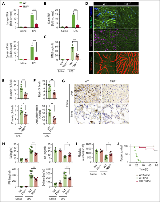 TRIF is critical for the activation of coagulation cascades in endotoxemia. (A-B) IFN-β messenger RNA (mRNA) expression in lungs, spleens (A), and guts (B) from WT mice vs TRIF KO mice as detected by quantitative polymerase chain reaction after LPS challenge for 2 hours. (C) Plasma levels of IFN-β detected by enzyme-linked immunosorbent assay in WT mice vs TRIF KO mice after LPS treatment (0.4 mg/kg of LPS for 7 hours + 10 mg/kg of LPS for 8 hours). (D) Representative SD-IVM images of thrombin (green), platelet adhesion (blue), fibrin (dark red), and albumin (red) within the liver microvasculature in endotoxemic WT and TRIF KO mice (4 mg/kg of LPS for 6 hours). (E-F) Quantitative analysis of thrombin, platelets, and fibrin probe fluorescence intensity and occluded vessels within the liver microcirculation by using ImageJ software. (G-I) WT and TRIF KO mice were injected with 0.4 mg/kg of LPS for 7 hours followed by 10 mg/kg of LPS for 8 hours. (G) Representative images of immunohistochemical staining of fibrin in livers and lungs are shown (×400). (H) Plasma levels of TAT complexes, PAI-1, fibrinogen (Fib), and D-dimer were measured. (I) Platelet counts were detected. (J) Kaplan-Meier survival plots for WT mice vs TRIF KO mice (n = 11 mice per group). Data are shown as mean ± standard error of the mean. *P < .05; **P < .01; ***P < .001. N = 4 to 11 mice per group. Scale bar, 50 μm.