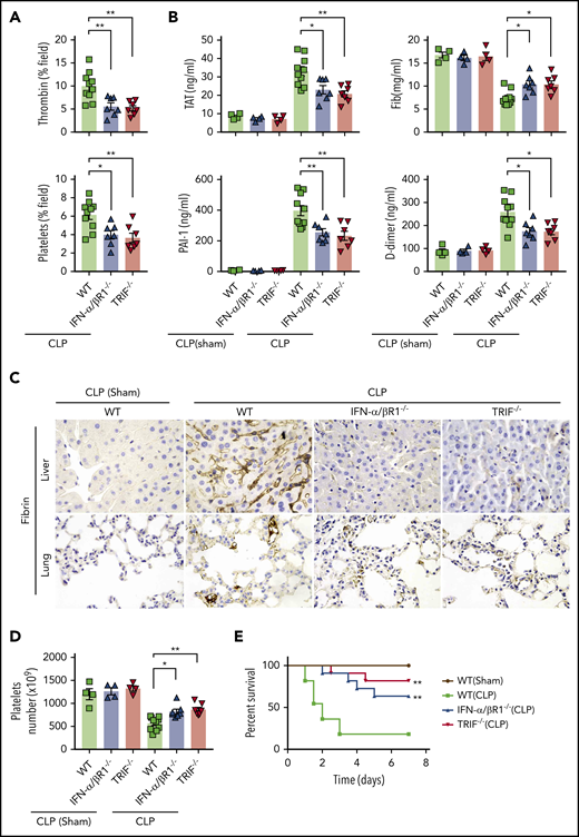 Type 1 IFN signaling mediates the activation of coagulation cascades in bacterial sepsis. (A-D) WT, IFN-α/βR1 KO, and TRIF KO mice subjected to either CLP or sham operation for 16 hours (WT group is the mixture of WT littermates of IFN-α/βR1 KO and TRIF KO mice). Thrombin and platelet fluorescence intensity in the liver microcirculation was quantified by using ImageJ software (A). Plasma levels of TAT complexes, PAI-1, fibrinogen (Fib), and D-dimer were measured (B). Representative images of immunohistochemical staining of fibrin in livers and lungs (×400) (C). Platelet counts in 16 hours after CLP- or sham-treated mice of indicated genotypes (D). (E) Kaplan-Meier survival plots for mice subjected to either CLP or sham operation (N = 11 mice per group). Data are shown as mean ± standard error of the mean. *P < .05; **P < .01. N = 4 to 11 mice per group.
