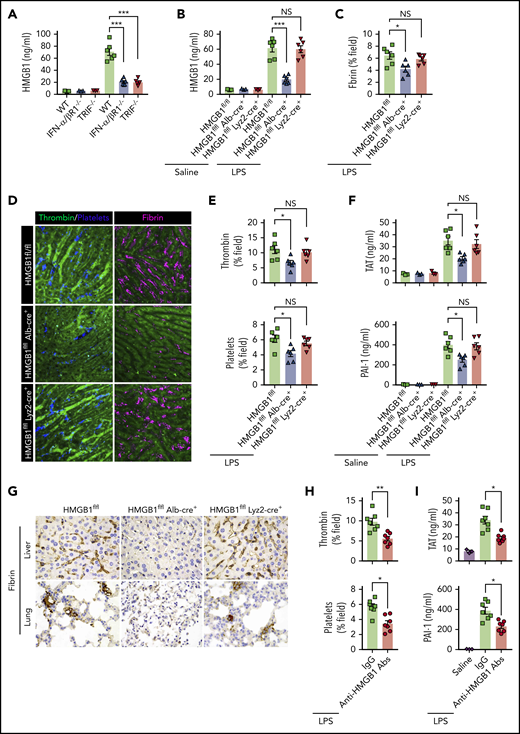 Type 1 IFN signaling mediates the activation of coagulation cascades by amplifying the release of HMGB1 into the bloodstream. (A-B) Plasma HMGB1 concentration was detected in mice of indicated genotypes primed with 0.4 mg/kg of LPS for 7 hours and then challenged with 10 mg/kg of LPS for 8 hours. (C) Quantitative analysis of fibrin in the liver microcirculation in SD-IVM images. (D) Representative SD-IVM images of thrombin (green), platelets (blue), and fibrin (dark red, AF594) in the liver microvasculature. (E) Quantitative analysis of thrombin generation and platelet activation in the liver microvasculature. (F-G) Mice of indicated genotypes were primed with 0.4 mg/kg of LPS for 7 hours and then challenged with 10 mg/kg of LPS for 8 hours. Plasma TAT and PAI-1 concentrations were detected (F). Representative images of immunohistochemical staining of fibrin in livers and lungs are shown (G) (×400). (H-I) WT mice were injected with or without monoclonal HMGB1 neutralizing antibody (2G7, 160 μg/mouse) or the isotype control IgG (160 μg/mouse) 30 minutes before administration of 10 mg/kg of LPS (TAT and PAI-1) or 4 mg/kg of LPS (SD-IVM). Quantitative analysis of thrombin generation and platelet activation within the liver microvasculature (H) and plasma levels of TAT complexes and PAI-1 (I) are shown. Data are shown as mean ± standard error of the mean. *P < .05; **P < .01; ***P < .001. N = 3 to 7 mice per group. Scale bar, 50 μm. NS, no significant.