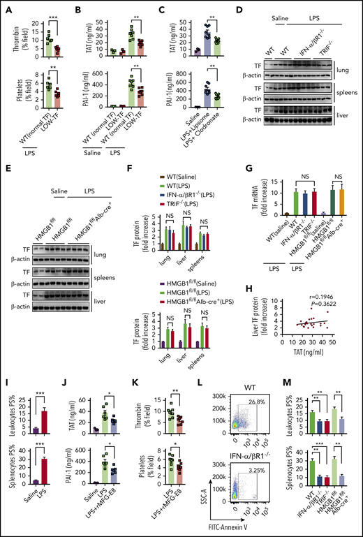 Type 1 IFN signaling and HMGB1 mediates TF-dependent coagulopathy in endotoxemia through PS exposure. (A) Quantitative analysis SD-IVM images of thrombin and platelet fluorescence intensity within the liver microcirculation from endotoxemic mice expressing normal or low levels of TF (4 mg/kg of LPS for 6 hours). (B) Plasma levels of TAT complexes and PAI-1 in saline- and LPS-challenged normal or low levels of TF mice (0.4 mg/kg of LPS for 7 hours + 10 mg/kg of LPS for 8 hours). (C) Mice were injected with liposome-clodronate and liposome–phosphate-buffered saline before LPS injection (0.4 mg/kg of LPS for 7 hours + 10 mg/kg of LPS for 8 hours). Plasma concentrations of TAT and PAI-1 were measured. (D-E) TF protein detected by western blot in the lungs, livers, and spleens from WT, IFN-α/βR1 KO, TRIF KO, Hmgb1fl/fl, and Hmgb1fl/fl Alb-cre+ mice that were challenged with LPS. (F-G) Quantitative analysis of TF protein and messenger RNA (mRNA) (liver) expression. Values are given as fold increase over unstimulated controls. (H) The correction between TF protein in liver detected by using enzyme-linked immunosorbent assay and plasma concentrations of TAT. (I) Quantitative analysis of PS exposure in peripheral leukocytes and splenocytes from endotoxemic WT mice by using FlowJo software. (J-K) WT mice were injected with or without recombinant MFG-E8 (rMFG-E8; 160 μg/kg) 2 hours before administration of 10 mg/kg of LPS (TAT and PAI-1) or 4 mg/kg of LPS (SD-IVM). Plasma levels of TAT complexes and PAI-1 (J) and quantitative analysis of thrombin and platelet fluorescence intensity within the liver microcirculation (K). (L-M) Flow cytometric analysis of PS exposure labeled by fluorescein isothiocyanate (FITC)–AnnexinV in peripheral leukocytes and splenocytes from mice of indicated genotypes. Representative images of PS exposure in splenocytes (L). Quantitative analysis of PS exposure in peripheral leukocytes and splenocytes (M). Data are shown as mean ± standard error of the mean. *P < .05; **P < .01; ***P < .001. N = 3 to 12 mice per group. NS, not significant.