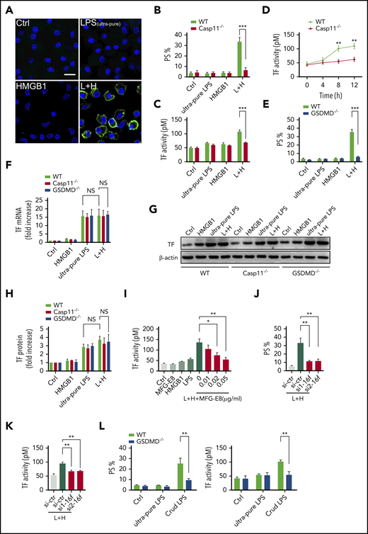 Extracellular HMGB1 induces PS exposure and TF activation through caspase-11. (A-C, E, G-H) WT, caspase-11 KO, and GSDMD KO macrophages stimulated with ultrapure LPS (L, 1 μg/mL) or HMGB1 (H, 400 ng/mL) or luteinizing hormone (LH) for 10 hours. Representative confocal images of PS exposure labeled by Annexin V–fluorescein isothiocyanate are shown (A), PS exposure was quantified by using ImageJ software for the area percentage of cells that are positive (B and E), and TF activity was detected (C). (D) TF activity was measured at different time points after WT and caspase-11 KO macrophages were treated with ultrapure LPS plus HMGB1. (F) WT, caspase-11 KO, and GSDMD KO macrophages stimulated with ultrapure LPS (L, 1 μg/mL) or HMGB1 (H, 400 ng/mL), or LH for 2 hours. TF messenger RNA (mRNA) expression was detected by using quantitative polymerase chain reaction. Values are given as fold increase over unstimulated controls. (G) TF protein expression was detected by using western blot. (H) Quantitative analysis of TF protein expression. (I) TF activity was measured in HCV macrophages stimulated with HMGB1 plus ultrapure LPS with or without MFG-E8. PS exposure (J) and TF activity (K) were detected in LH-treated HCV macrophages transfected with control small interfering RNA (siRNA) or TMEM16F-specific siRNA. si1 and si2 represent 2 sequences of Tmem16f-specific siRNAs. (L) WT and GSDMD KO macrophages stimulated with ultrapure LPS (1 μg/mL) or crude LPS (1 μg/mL) for 10 hours. PS exposure was quantified (left) and TF activity was detected (right). HCV mice were used for the aforementioned TF activity tests. Data are shown as mean ± standard error of the mean. *P < .05; **P < .01; ***P < .001. NS, not significant.