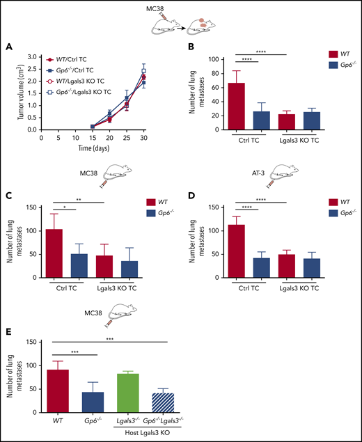 Galectin-3 on tumor cells mediates lung metastasis through platelet GPVI. Control (Ctrl) and galectin-3–deficient (Lgasl3 KO), MC38 and AT-3 tumor cells were injected subcutaneously (A) or directly into the tail vein (C-E) of WT, Gp6−/− (B-E) and Lgals3−/− or Gp6−/−Lgals3−/− (E) mice. Spontaneous (B) and experimental (C-E) lung metastasis were determined 30 or 15 days after injection, respectively. Quantification of primary MC38 tumor volume (A) and metastases (B-E) in lungs of WT, Gp6−/− (B-E) and Lgals3−/− or Gp6−/−Lgals3−/− (E) mice. Data are presented as the mean ± standard deviation (SD); n = 6 (A-C) and 5 (D-E) mice per group. *P < .05; **P < .01; ***P < .001; ****P < .0001, by 1-way analysis of variance followed by Tukey’s post hoc test. TC, tumor cells.