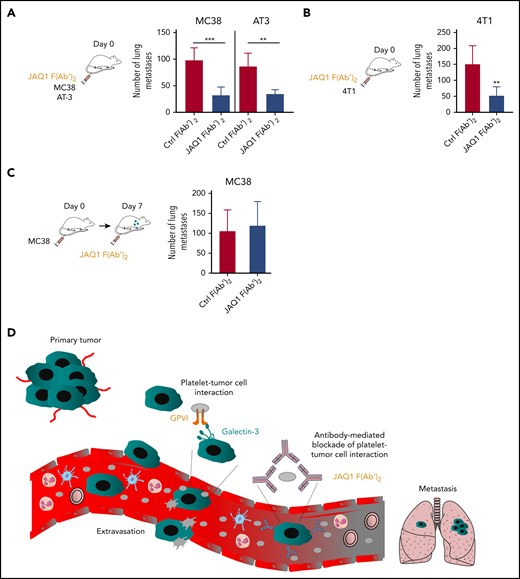 Pharmacological blockade of GPVI inhibits tumor metastasis. (A-B) C57BL/6 or BALB/c1 WT mice were injected IV with JAQ1 F(abʹ)2 or an irrelevant control F(abʹ)2 antibody, together with the indicated syngeneic tumor cells. (A) MC38 and AT-3 tumor cells are syngenic to a C57BL/6 background and 4T1 tumor cells to a BALB/c1 (B) background, respectively. (C) C57BL/6 mice were injected with MC38 tumor cells, followed after 7 days by injection with JAQ1 F(abʹ)2 or an irrelevant control F(abʹ)2 antibody. Number of experimental lung metastases (A,C) in MC38-, AT-3 (A)-, or 4T1 (B)-injected WT mice was determined 15 days after injection. Data are presented as the mean ± standard deviation (SD); n = 5 (A-C) and n = 6 (B) mice per group. **P < .01; ***P < .001, by unpaired Student t test. (D) Proposed model of the role of platelet GPVI in tumor metastasis. Tumor cells transit from the primary tumor via the blood to form metastases in distant organs. During this process, tumor cells encounter several environmental changes and stimuli, which profoundly impact their metastatic potential. Following entry of tumor cells into the bloodstream, platelet GPVI favors platelet recruitment to circulating tumor cells through its interaction with galectin-3 on the tumor cell surface. Once a stable interaction is established, platelets become activated and can protect tumor cells from hemodynamic shear stress and the host immune system and can favor efficient tumor cell extravasation and subsequent metastasis. The function-blocking anti-GPVI antibody JAQ1 F(Ab’)2 reduces metastasis by preventing platelet–tumor cell cross talk.