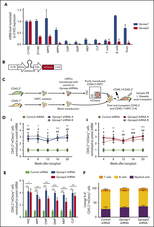 Silencing of Gprasp1 or Gprasp2 enhances HSPC–in vivo hematopoietic repopulating activity. (A) Messenger RNA (mRNA) expression analysis of Gprasp1 and Gprasp2 in the hematopoietic hierarchy. (B) Schematic of shRNA vector. (C) Experimental schematic. CD45.2+ “test” LSK cells were transduced with control or Gprasp shRNAs and then transplanted along with CD45.1+ “competitor” LSK cells into lethally irradiated recipients. Recipient peripheral blood (PB) or BM was analyzed for CD45.2+mCherry+ cells. (D) Enhanced PB-repopulating activity relative to HPSCs treated with control shRNA in (i) Gprasp1-deficient HSPCs and (ii) Gprasp2-deficient HSPCs. (E) Analysis of CD45.2+mCherry+ cells in recipient BM HSPC compartments 20 weeks posttransplant. (F) Distribution of mature lineages in CD45.2+mCherry+ PB in recipients of control or Gprasp-shRNA–treated HSPCs. Data in panels D, E, and F are from 3 independent transplants with 5 recipients per condition per transplant. Data represented as mean plus or minus standard error of the mean (SEM). */#, P < .05; **/##, P < .005; ***/###, P < .001 relative to recipients of control-shRNA HSPCs. In panel D, * refers to shRNA A; # refers to shRNA B. CLP, common lymphoid progenitor; CMP, common myeloid progenitor; FSC, forward scatter; GMP, granulocyte/macrophage progenitor; Gran., granulocyte; LTR, long terminal repeat; MEP, megakaryocyte/erythrocyte progenitor; MPP, multipotent progenitor; MSCV, murine stem cell virus; PGK, phosphoglycerate kinase; shRNAmiR, microRNA-adapted short hairpin RNA; ST-HSC, short-term HSC.