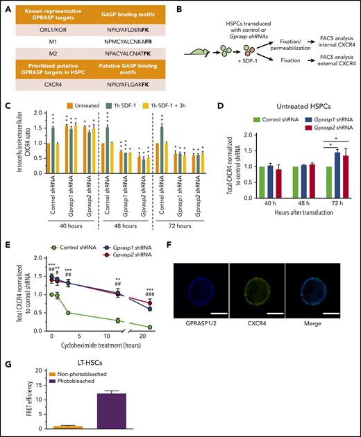 Silencing of Gprasp1 or Gprasp2 perturbs CXCR4 localization. (A) GASP-binding motifs in the C terminus of known and putative GPRASP targets. (B) Experimental schematic. LSK cells were treated with Gprasp1, Gprasp2, or control shRNAs, cultured for 72 hours and then treated for 1 hour with stromal cell–derived factor 1 (SDF-1) to induce CXCR4 internalization. Permeabilized and nonpermeabilized cell were then examined for CXCR4 expression and intracellular-to-extracellular ratio calculated. (C) CXCR4 intracellular-to-extracellular ratio. (D) Total CXCR4 40 to 72 hours posttransduction in Gprasp1, Gprasp2, or control-shRNA–treated HSPCs assessed by flow cytometry. (E) Total CXCR4 72 hours posttransduction in Gprasp1, Gprasp2, or control-shRNA–treated HSPCs treated with 5 μg/mL cycloheximide assessed by flow cytometry. (F) LT-HSCs were examined for GPRASP1/2 and CXCR4 colocalization via confocal microscopy. GPRASP1/2-405 and CXCR4-488 stain; scale bar, 5 μm. (G) High Förster resonance energy transfer (FRET) efficiency between GPRASP1/2-405 and CXCR4-488 in LT-HSCs indicates a physical proximity of <10 nm. Data in panels C, D, E, and G from at least 3 independent experiments. Data represented as mean plus or minus SEM. */#, P < .05; **/##, P < .005; ***/###, P < .001 relative to control. In panel E, * refers to Gprasp1 shRNA; # refers to Gprasp2 shRNA. FACS, fluorescence-activated cell sorting; M1, muscarinic receptor 1; M2, muscarinic receptor 2; ORL1/KOR, opioid receptor-like 1/κ opioid receptor.