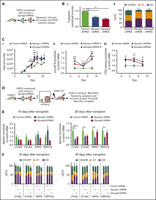 Silencing of Gprasp1 or Gprasp2 enhances HSPC survival and quiescence. (A) Experimental schematic. (B-C) LSK cells transduced with Gprasp1, Gprasp2, or control shRNAs were assayed by flow cytometry: (B) for (i) apoptosis or (ii) cell cycle status; (C) for (i) expansion, (ii) viability, or (iii) carboxyfluorescein succinimidyl ester (CFSE) retention. (D) Experimental schematic. CD45.2+ LSK cells transduced with Gprasp1, Gprasp2, or control shRNAs were transplanted into lethally irradiated CD45.1/CD45.2+ mice. Recipient CD45.2+mCherry+ HSPCs were analyzed for apoptosis (E) and cell cycle (F) 10 and 20 days posttransplant by flow cytometry. Data in panels E and F from 4 independent transplants with 5 recipients per condition per transplant. Data represented as mean plus or minus SEM. */#, P < .05; **/##, P < .005; ***/###, P < .001 relative to control. In panel C, * refers to Gprasp1 shRNA, # refers to Gprasp2 shRNA.
