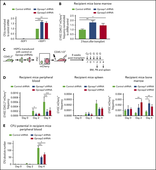 Loss of Gprasp1 or Gprasp2 effects HSPCs migration, homing, and niche retention. (A) Control, Gprasp1, or Gprasp2-shRNA-treated HSPCs were assayed for SDF-1 responsiveness in trans-well migration assays. Each trans-well bottom chamber was tested for colony-forming units (CFUs) as a readout for migrating cells. (B) LT-HSCs CD45.2+mCherry+ frequency in the BM of recipients of control, Gprasp1- or Gprasp2-shRNA–treated LSK cells 3 hours posttransplant. (C) Experimental schematic. CD45.2+ LSK cells transduced with Gprasp1, Gprasp2, or control shRNAs were transplanted into lethally irradiated CD45.1/CD45.2+ mice. After stable engraftment, recipient BM was mobilized by cytoxan (Cy)/G-CSF (G) treatment. (D) LT-HSC CD45.2+mCherry+ frequency in PB, spleen, and BM at 0, 2, and 4 days postmobilization. (E) CFUs in the PB of mobilized recipients described in panel C. Data in panels B through E from ≥5 independent transplants. N ≥ 3 recipients per condition per transplant. Data represented as mean plus or minus SEM. *P < .05; ** P < .005; ***P < .001 significantly different to control.