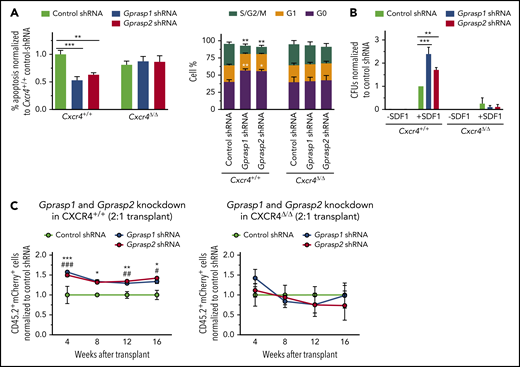 Loss of CXCR4 abolishes the effects of Gprasp1 or Gprasp2 silencing on HSPCs.Cxcr4+/+ or Cxcr4Δ/Δ HSPCs transduced with Gprasp1, Gprasp2, or control shRNAs were assayed by flow cytometry for apoptosis, cell-cycle status (A), or migration assays toward an SDF-1 gradient in trans-well assays (B). (C) Cxcr4+/+ or Cxcr4Δ/Δ CD45.2+ LSK cells were transduced with control or Gprasp shRNAs and transplanted with CD45.1+ LSK cells into irradiated recipients at a 2:1 ratio. Recipients’ PB was analyzed for CD45.2+mCherry+ cells. Data in panel C from ≥2 independent transplants with 5 recipients per condition per transplant. Data represented as mean plus or minus SEM. */#, P < .05; **/##, P < .005; ***/###, P < .001 significantly different to control. In panel C, * refers to Gprasp1 shRNA; # refers to Gprasp2 shRNA.