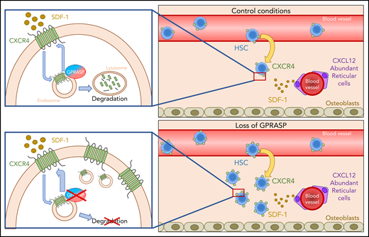 GPRASPs regulate HSC migration, survival, and repopulation after transplant by promoting CXCR4 degradation. Under control conditions, both GPRASP1 and GPRASP2 are necessary for the proper degradation of CXCR4. Upon Gprasp1 or Gprasp2 knockdown, CXCR4 degradation is blocked. This provokes an accumulation of this protein, allowing a higher recycling rate to the cell surface and makes the cells more sensitive to the SDF-1–chemoattractive effect, enhancing their migrating, survival, and repopulation potential after transplant.