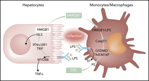Activation of innate immunity by bacterial products leads to Tlr4-MyD88–dependent inflammation and induction of the coagulation initiator TF. Coupling of Tlr4 to TRIF-IFN-α/βR1 targets nuclear localization sequences (NLS) of HMGB1 and increases availability of cytosolic HMGB1 for secretion and extracellular functions. In macrophages, LPS delivered by HMGB1 triggers activation of the noncanonical caspase 11 (Casp11) for gasdermin D (GSDMD) and transmembrane protein 16F (TMEM16F)-mediated PS translocation and TF-dependent DIC. TNFα, tumor necrosis factor α.