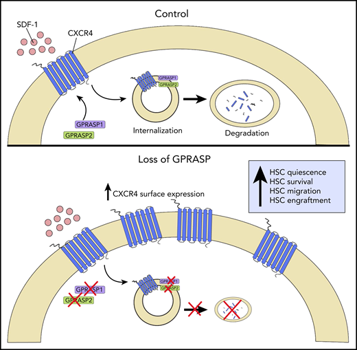 Schematic representation of GPRASP control of CXCR4-mediated HSC functions. In homeostasis (Control), GPRASP1 and GPRASP2 regulate CXCR endocytic trafficking and degradation. In the absence of GPRASP1 or GPRASP2, CXCR4 accumulates in HSCs, promoting HSC quiescence, survival, migration, and engraftment capacity. Illustration by Christina M. Termini, UCLA.