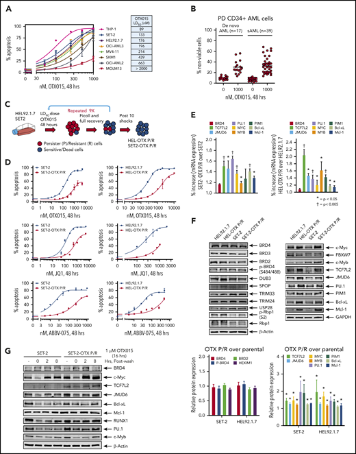 Generation and characterization of sAML cells with resistance to BETi's. (A) Cultured AML cells were treated with the indicated concentrations of OTX015 for 48 hours. Apoptosis was determined by annexin V staining and flow cytometry. The LD50 value for each cell line was calculated with GraphPad V7. (B) PD, CD34+ AML (n = 17), and sAML (n = 39) cells were treated with 1 µM OTX015 for 48 hours. The percentage of propidium iodide–positive, nonviable cells were determined by flow cytometry. (C) Schematic of the process used to generate OTX persister/resistant HEL92.1.7 (HEL) and SET-2 cells. (D) SET-2, HEL, and their OTX P/R counterparts were treated with the indicated concentrations of OTX015, JQ1, or ABBV-075 for 48 hours. Apoptosis was determined by annexin V staining and flow cytometry. (E) Relative mRNA expression in SET-2-OTX P/R and HEL-OTX P/R cells compared with parental SET-2 and HEL cells. The relative mRNA expression levels were normalized to glyceraldehyde-3-phosphate dehydrogenase (GAPDH) expression. *P < .05 and †P < .005 indicate values significantly greater in OTX P/R cells compared with parental cells. (F) Immunoblot analyses of HEL, HEL-OTX P/R, SET-2, and SET-2-OTX P/R cells following 10 shocks with OTX015. The expression levels of β-actin or GAPDH served as the loading control. The graph shows densitometry quantification of protein expression differences in the HEL-OTX P/R and SET-2-OTX P/R cells compared with the parental cells. Asterisk (*) indicates values significantly greater (P < .05) in OTX P/R cells compared with parental cells. (G) SET-2 and SET-2-OTX P/R cells were treated with 1 µM OTX015 for 16 hours. Following this, the cells were washed free of the drug and incubated for 2 and 8 hours. Cells were harvested and lysed, and immunoblot analyses were conducted.