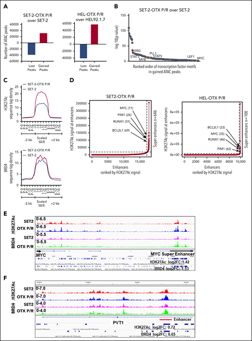 Analysis of the epigenome in OTX-P/R sAML cells demonstrates greater presence of H3K27Ac and increased BRD4 occupancy. (A) Number of gained and lost peaks in SET-2-OTX P/R and HEL-OTX P/R cells compared with parental SET-2 and HEL cells as determined by ATAC-seq analysis. (B) TF binding motif analysis was conducted utilizing HOMER. The −log10 P values of the rank-sorted motifs in the gained ATAC-seq peaks of SET-2-OTX P/R cells compared with parental SET-2 cells are shown. (C) Sequence tag density of H3K27Ac and BRD4 within Es and SEs vs 2 kb upstream or downstream in SET-2-OTX P/R compared with SET-2 cells. (D) Rank ordering of SEs (ROSE) analysis was performed on the H3K27Ac ChIP-seq peaks from SET-2-OTX P/R and HEL-OTX P/R cells. The numbers indicate the rank of the SE out of the total number of identified SEs in each P/R cell line. (E-F) Integrated Genomics Viewer plots of H3K27Ac and BRD4 signal densities at the MYC SE and PVT1 gene in SET-2 and SET-2-OTX P/R cells. The log2 fold change (log2FC) in peak numbers for H3K27Ac and BRD4 was calculated with diffReps. The fold changes for significant alterations (P < .05) are noted beneath the SEs/Es.