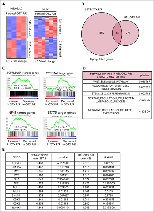 OTX P/R sAML cells exhibit a dysregulated transcriptome with enrichment of TCF7L2/LEF1 target genes. (A) mRNA-seq analysis was performed on total RNA from HEL, HEL-OTX P/R, SET-2, and SET-2-OTX P/R cells. The heat map shows the number of up and downregulated genes in the OTX P/R cells compared with the parental cells at a log2 fold change of ≥1.5 and a P value < .05. (B) Venn diagram of overlap in upregulated genes in the HEL-OTX P/R and SET-2-OTX P/R cells. (C) GSEA of HEL-OTX P/R cells with TF target datasets from the Molecular Signatures Database (MSigDB). F.D.R., false discovery rate; N.E.S., normalized enrichment score. All q-values < 0.1. (D) Gene Ontology analysis (MSigDB) of the common upregulated genes in HEL-OTX P/R and SET-2-OTX P/R cells. (E) Relative mRNA expression of selected TCF7L2 target genes in SET-2-OTX P/R and HEL-OTX P/R cells compared with parental cells as determined by qPCR analysis.